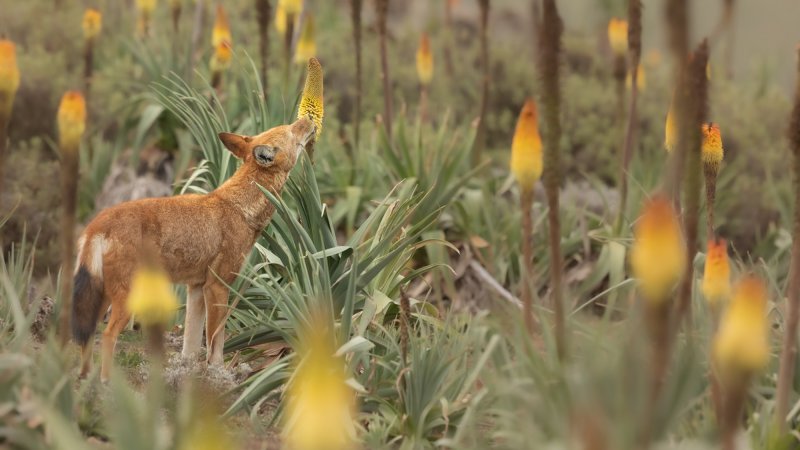 Ethiopian wolf licking nectar from Ethiopian red hot poker plant