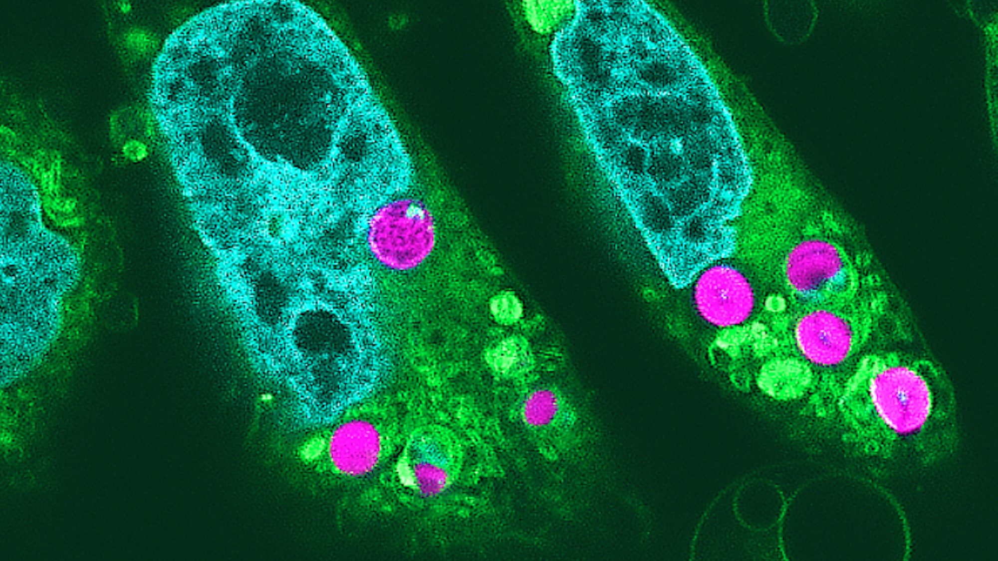 This fluorescence image shows chloroplasts (magenta colored) successfully incorporated into the hamster cells, with other features of the animal cell also highlighted (nuclei in light blue and organelles in yellow-green).