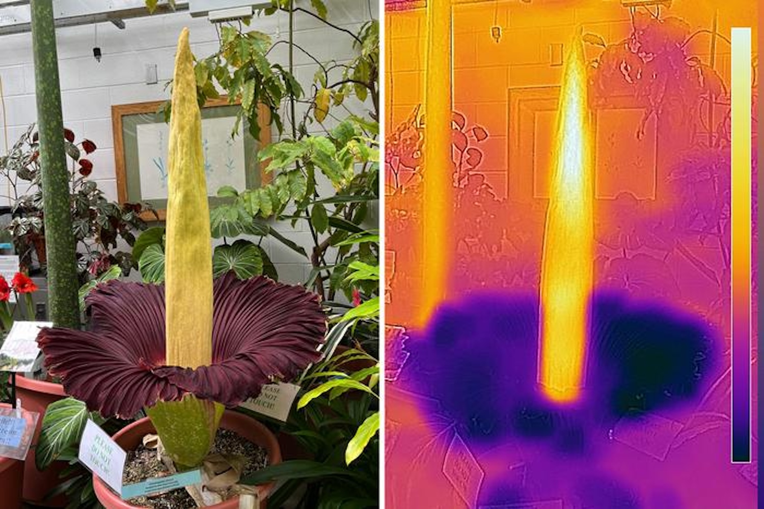 A heat map of titan arum, or the corpse flower, shows that the plant's central towering spike known as the appendix heats up to about 20 degrees Fahrenheit over the ambient temperature when the flower blooms. Credit: Eric Schaller / Dartmouth