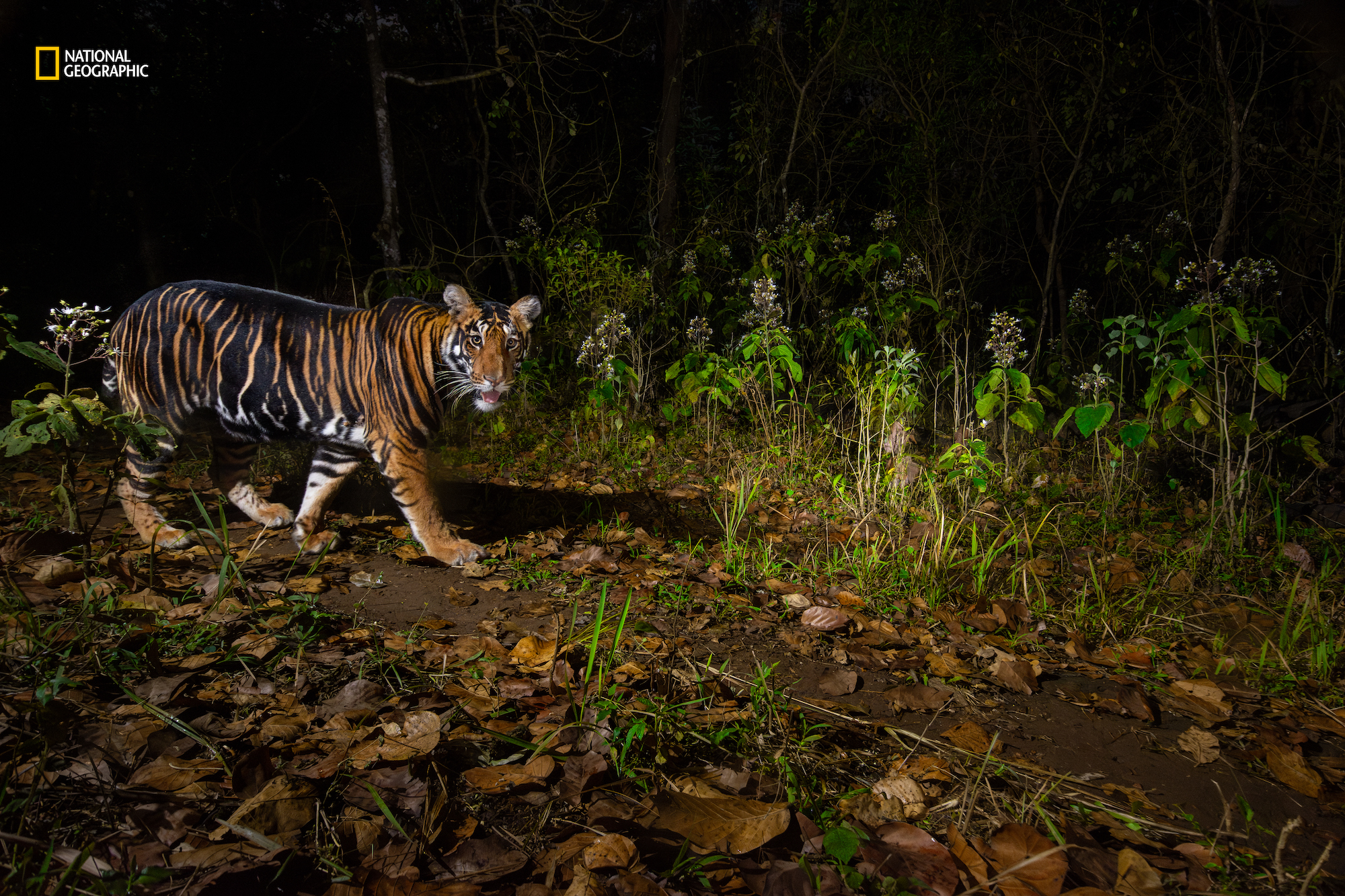 A black tiger—known for its merged stripes—patrols the Similipal Tiger Reserve. (Photo by for Prasenjeet Yadav for National Geographic)