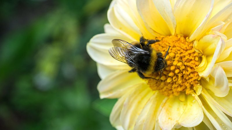 Rusty-patched Bumblebee gathering nectar from a yellow flower