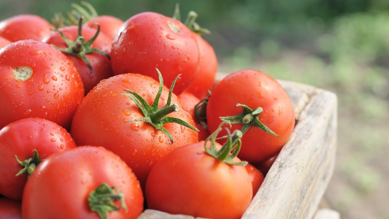 Ripe tomatoes on green garden.