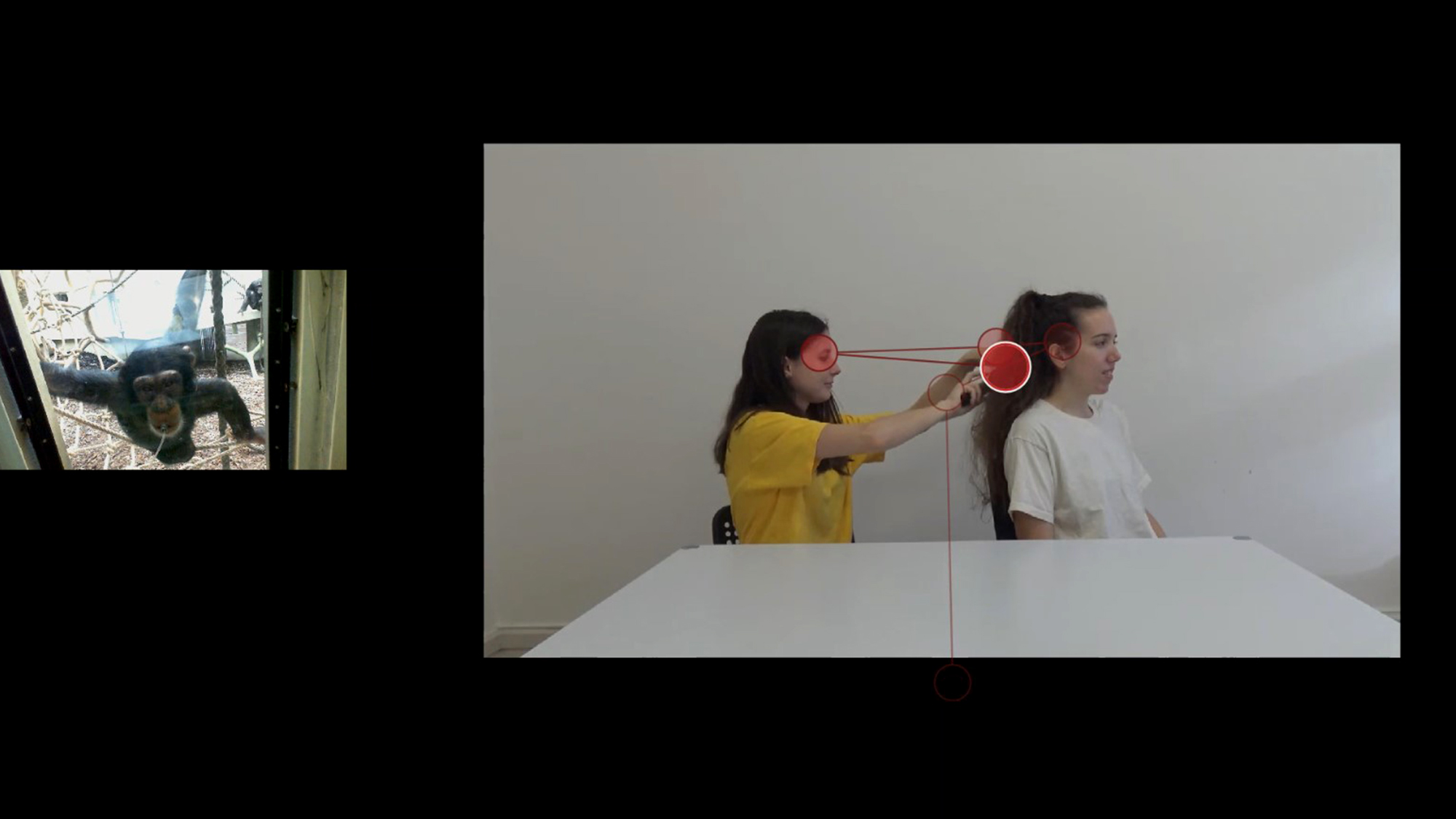 A chimpanzee watching a video of an agent (left) brushing the hair of a patient (right). Red circles indicate her gaze fixations, and red lines indicate attentional switching between agent and patient.