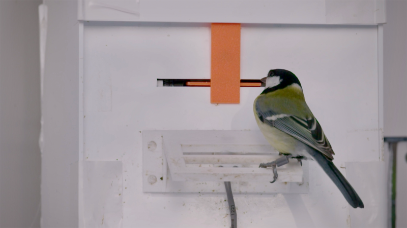 a small bird with black, gray, and white, plumage solves a puzzle in a lab