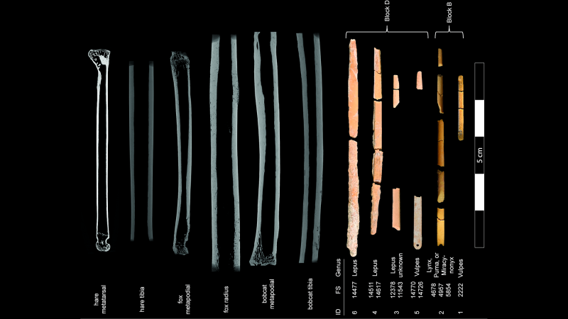 Micro-CT scans of bone needle and needle specimens and the species they were compared with.