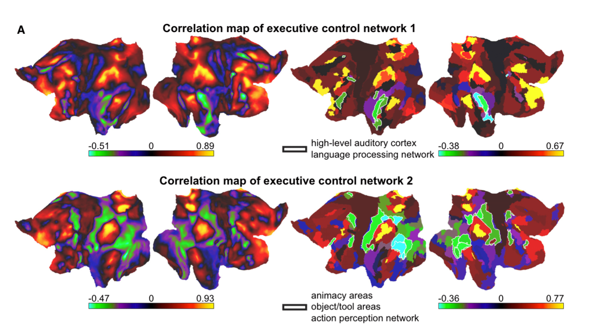 brain scans of people watching clips from movies