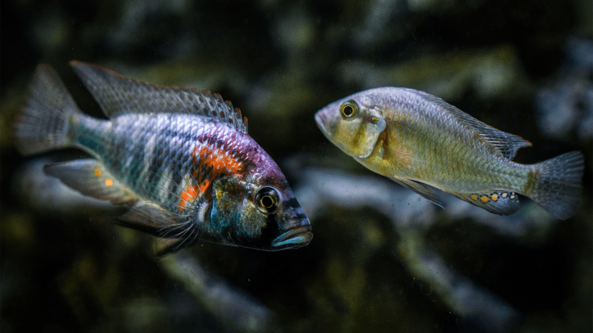 El estrés está deformando el cerebro de estos peces