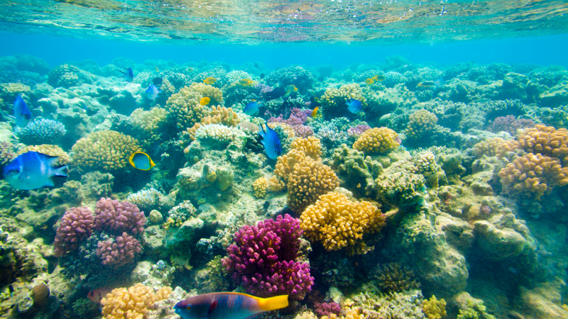 a colorful coral reef with fish swimming above it