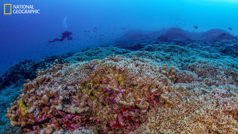 A diver from National Geographic Pristine Seas measures the world’s largest coral colony in the Solomon Islands.