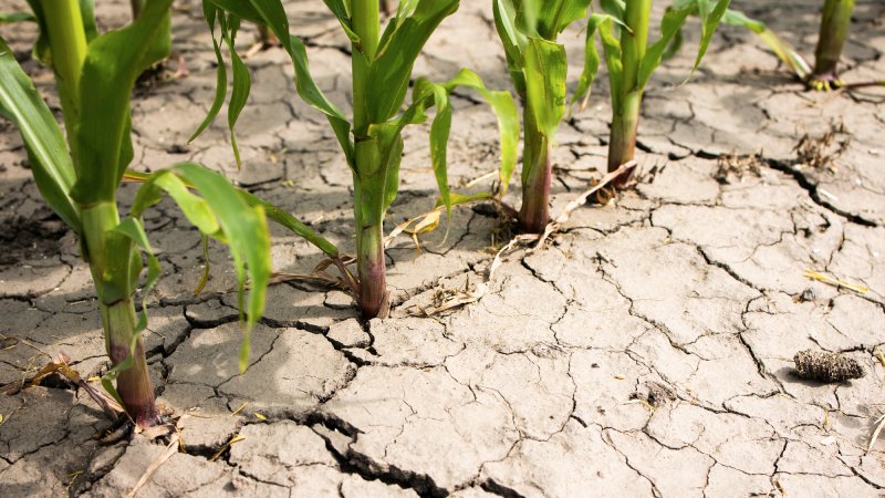 corn in drought