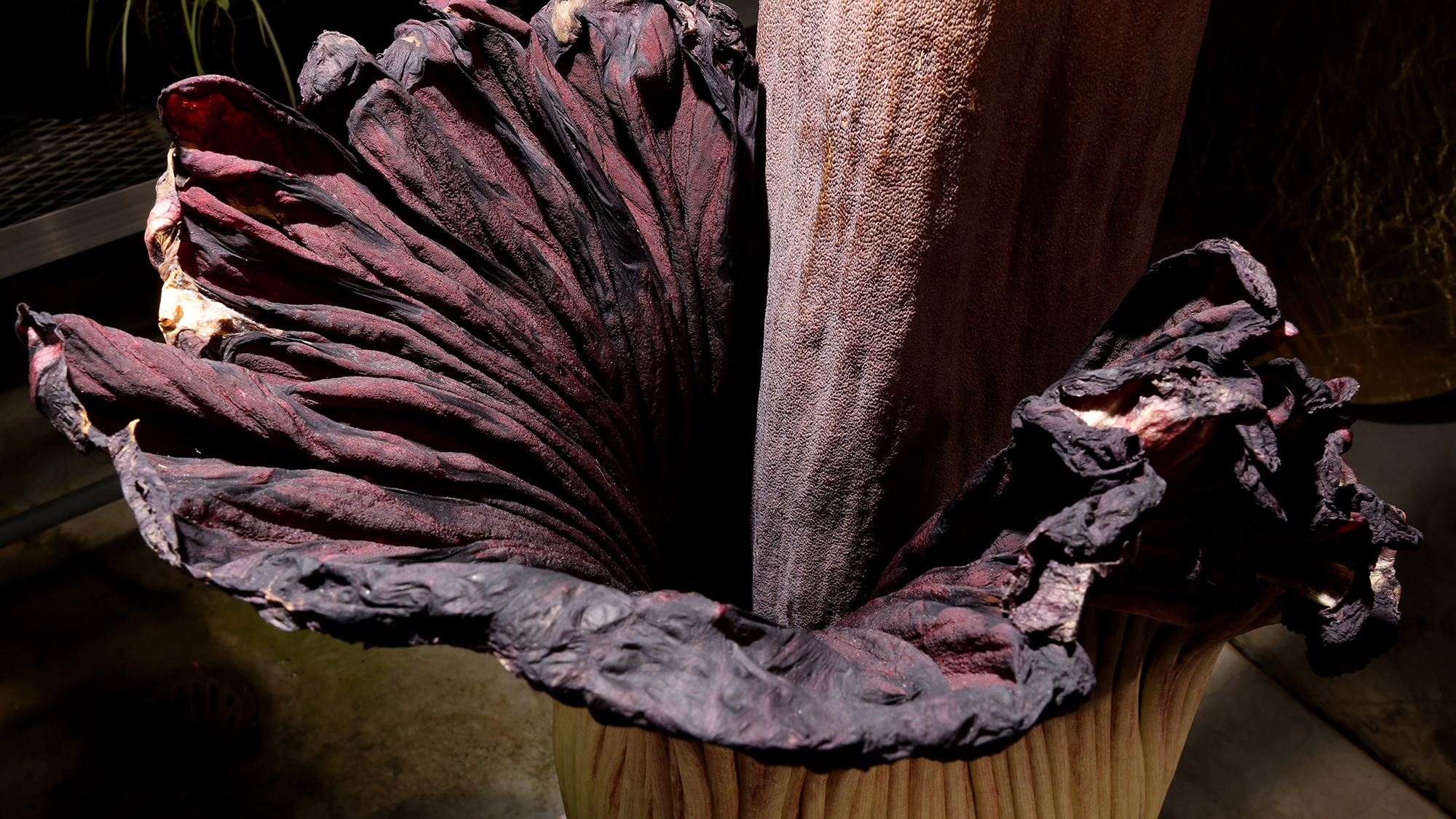 Close up of blooming corpse flower