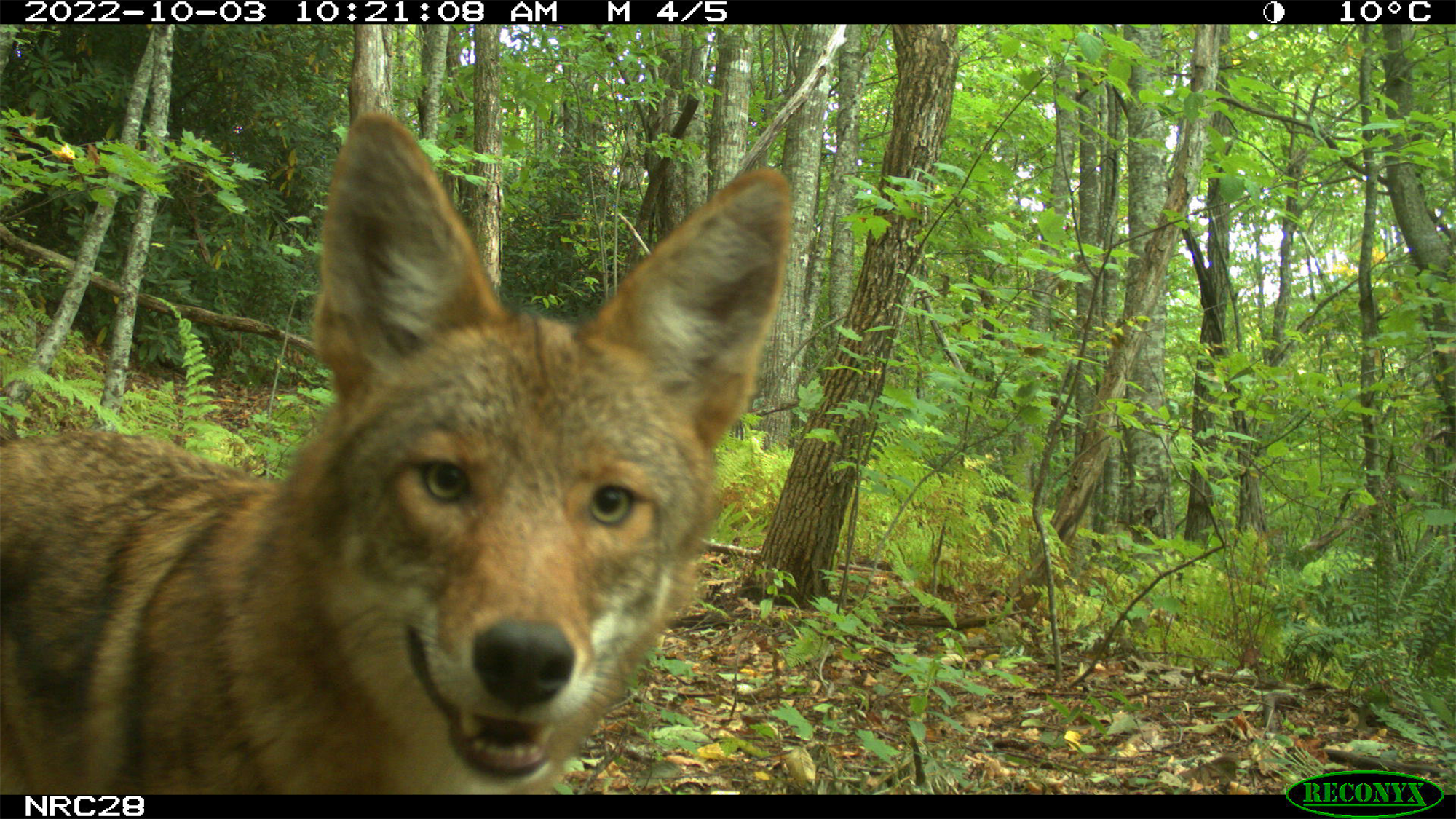 a lone coyote in a forest looks into a camera lense