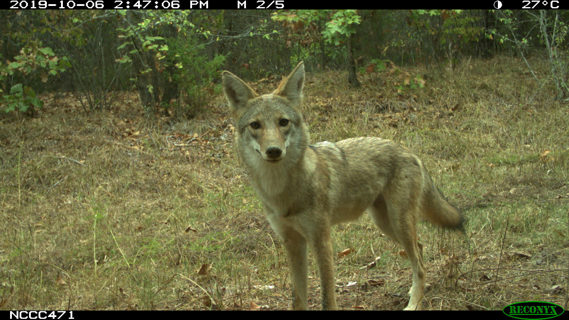 a lone coyote in a forest looks directly into a camera