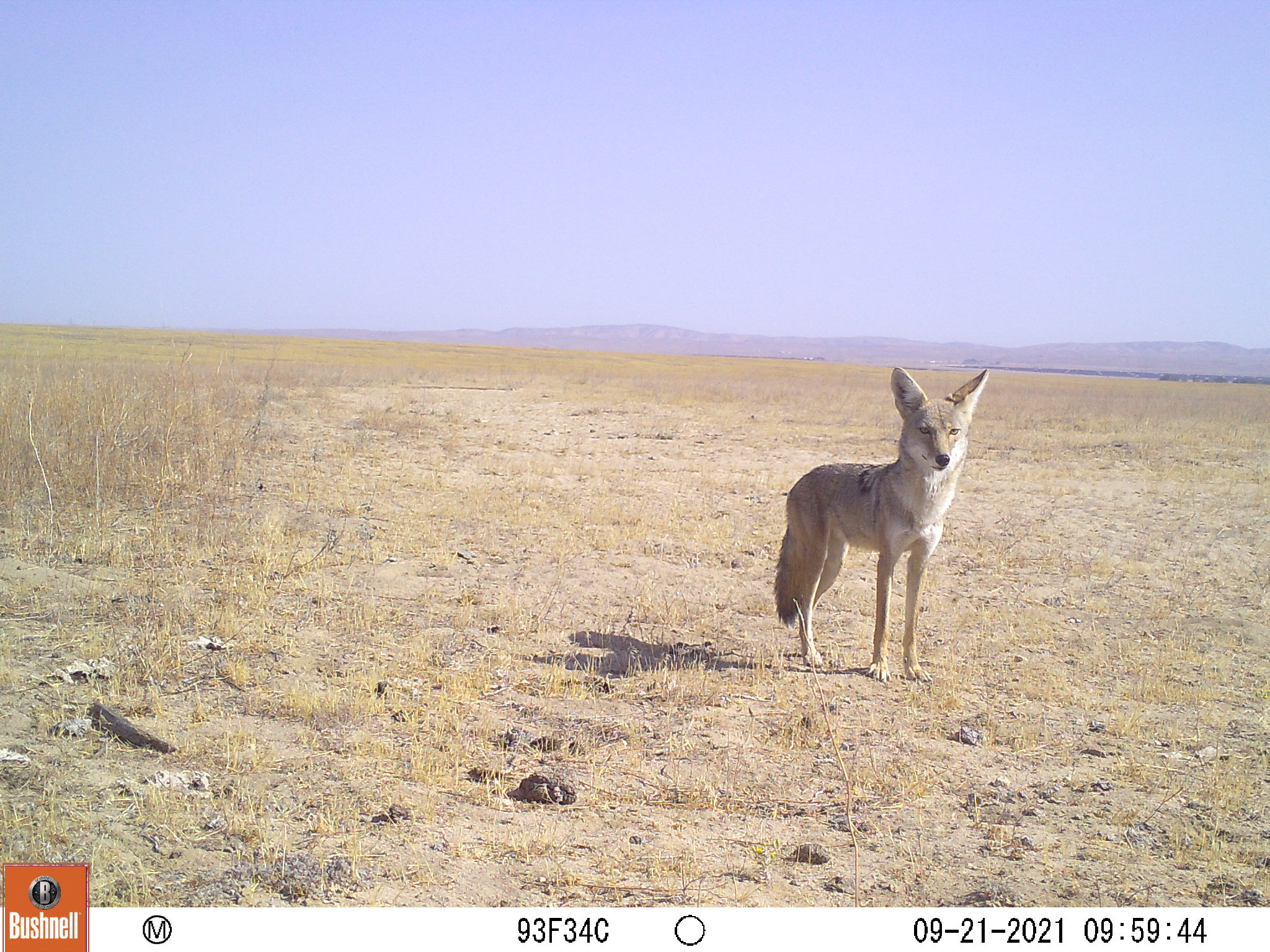 a lone coyote stands on dirt and grass with mountains in the distance