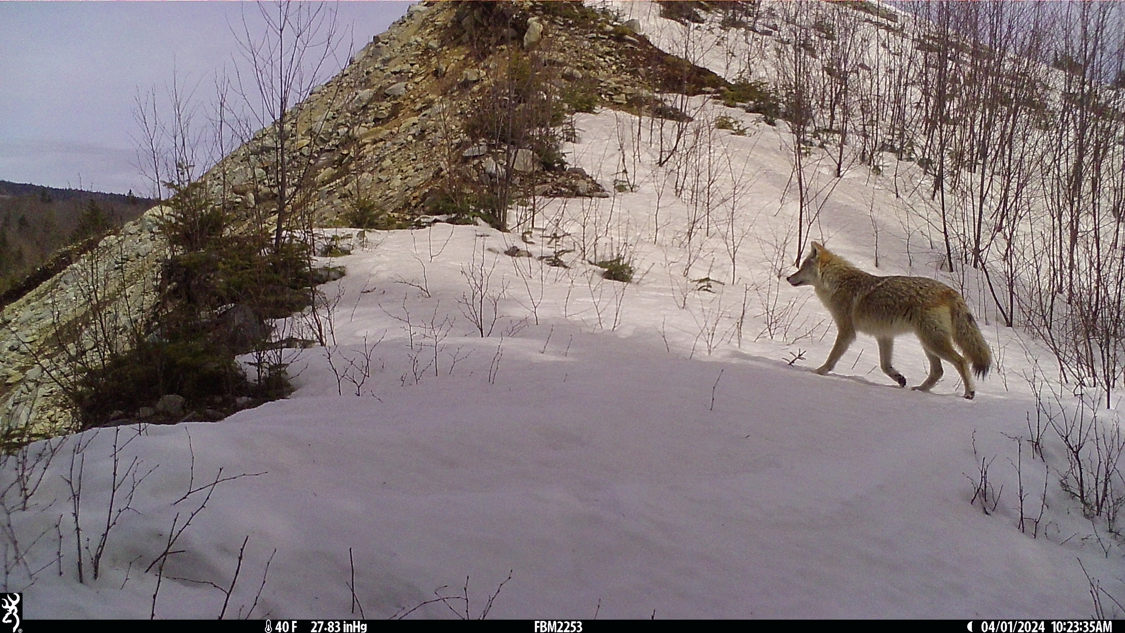 a lone coyote walks up a snowy hill