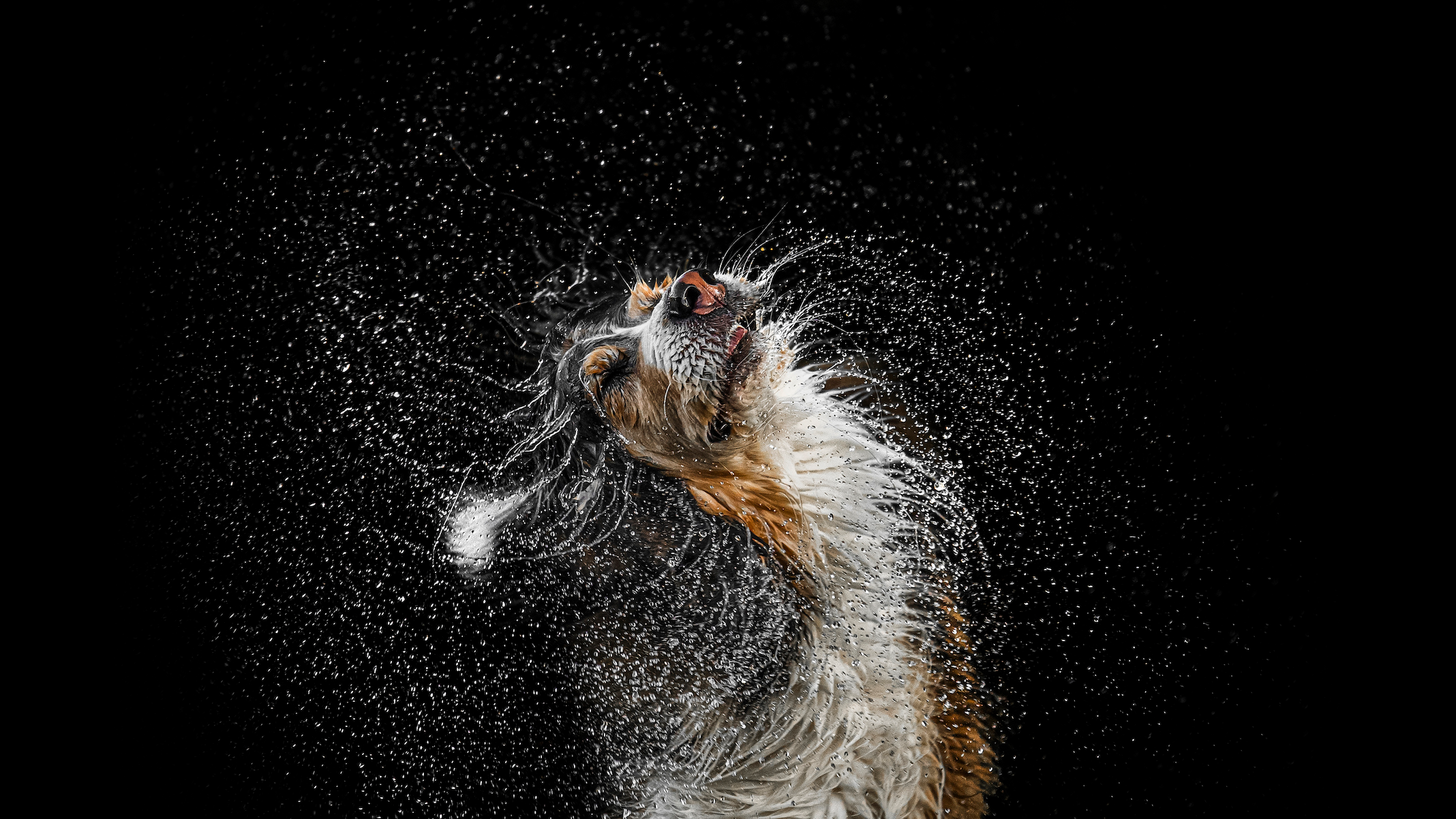 19 encantadores ganadores de los premios Dog Photography Awards