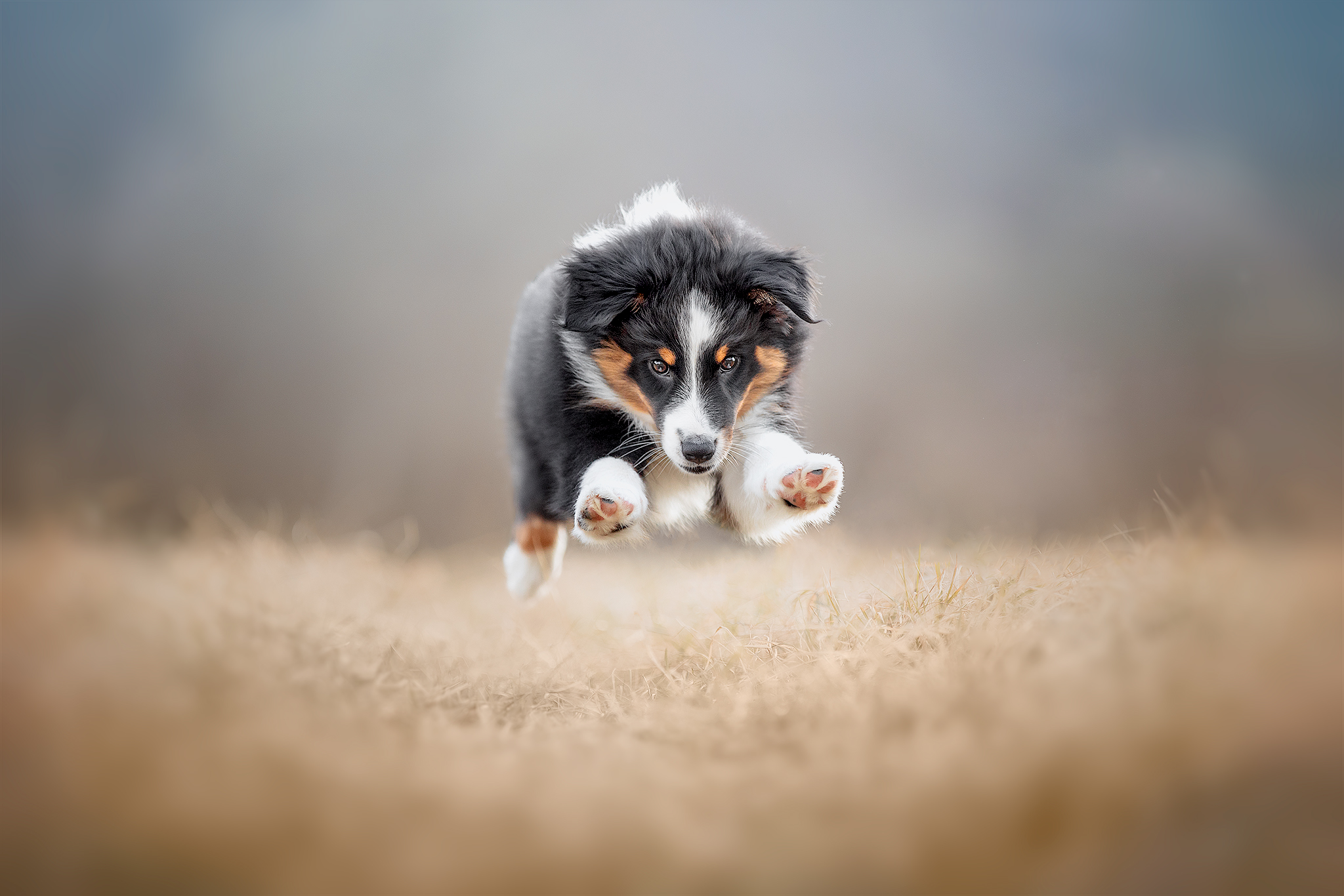 a puppy leaps through a golden field