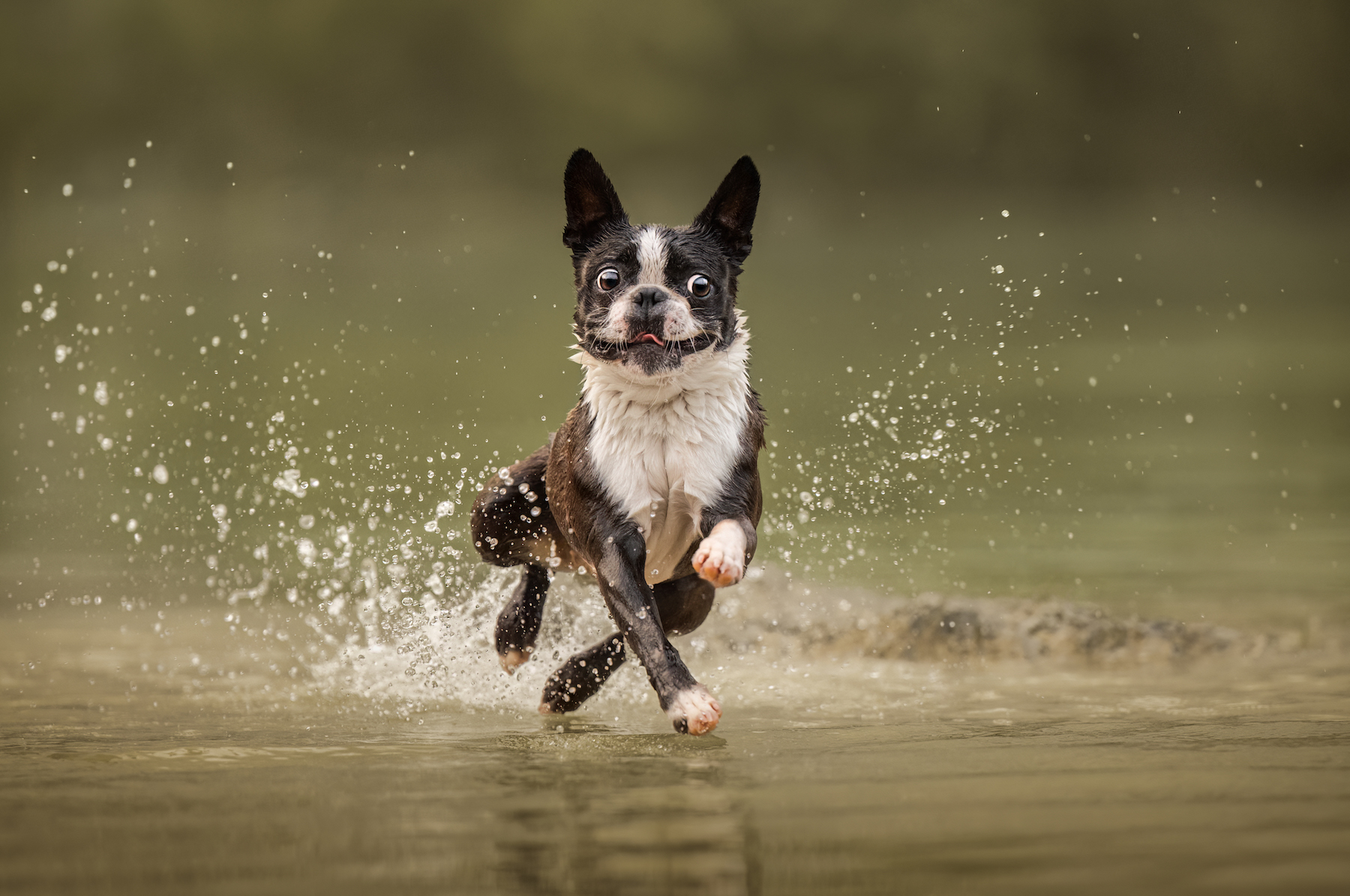 a boston terrier splashes in the water with big eyes