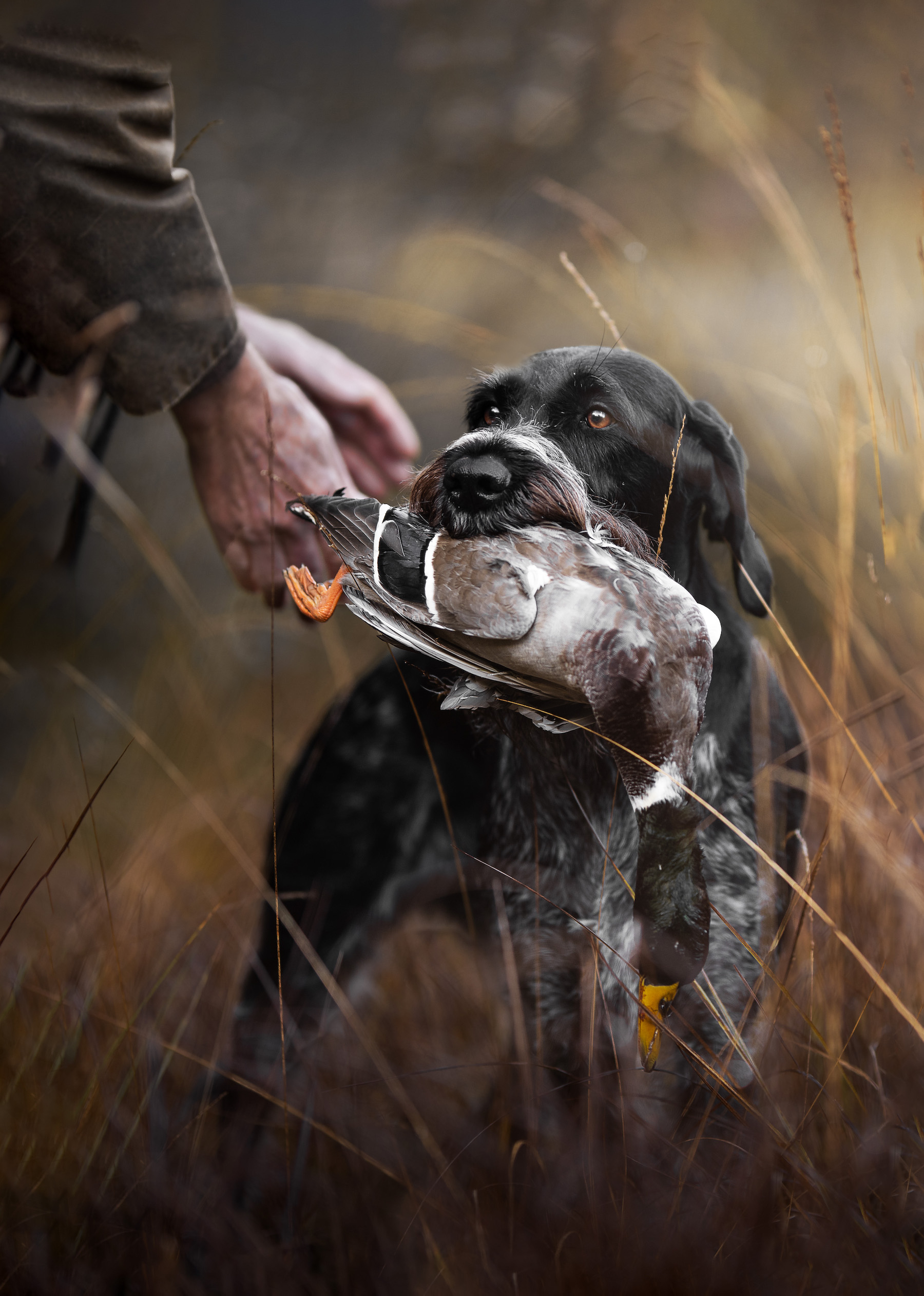 a dog with a duck in its mouth