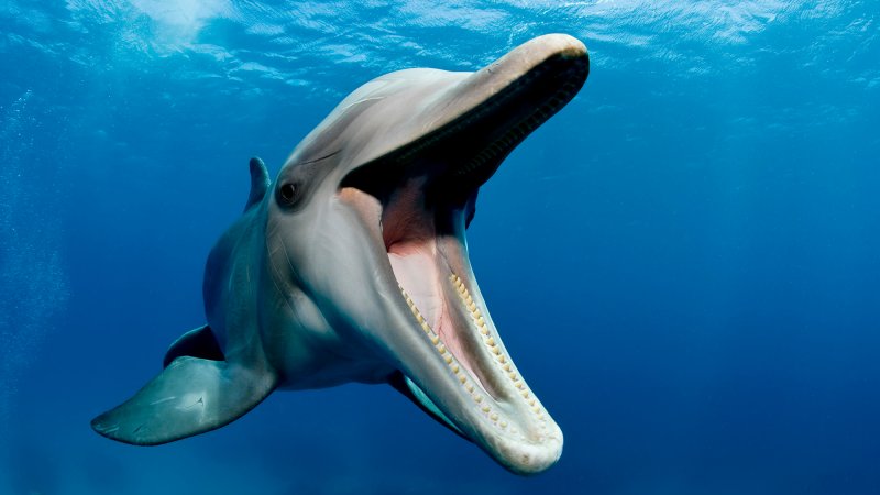 bottlenose dolphin screaming