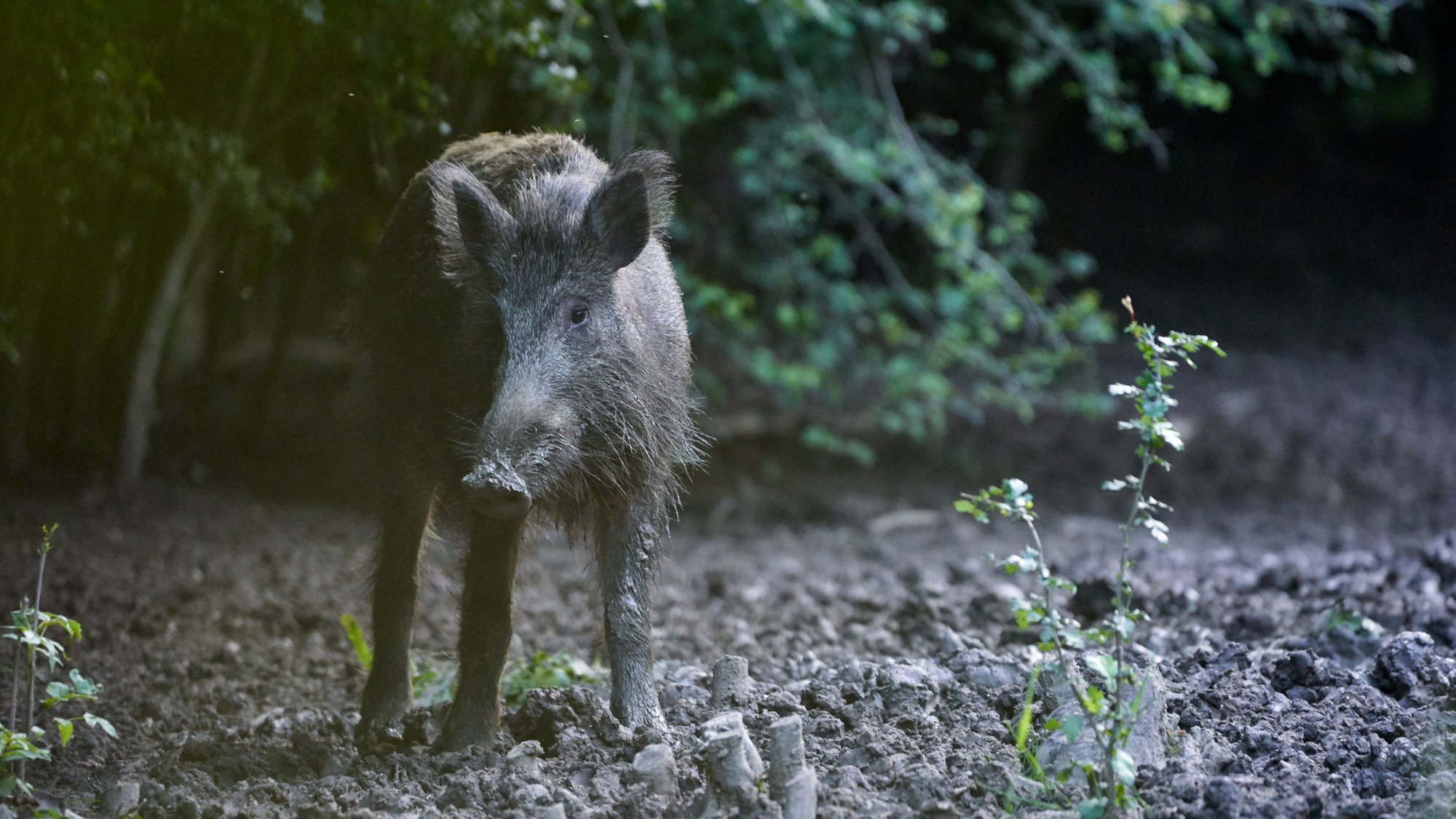 feral pig