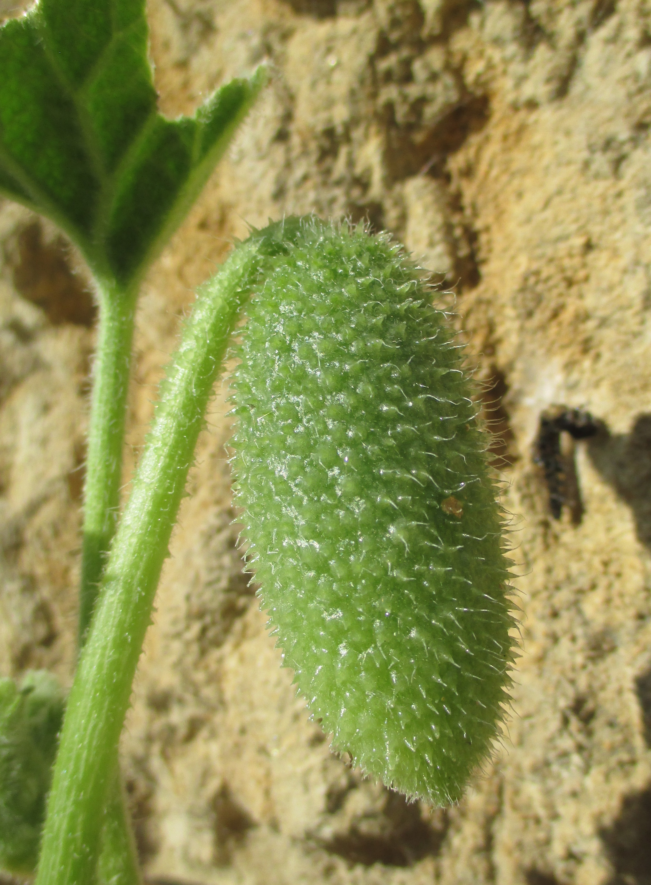 the green fruiting body of a plant