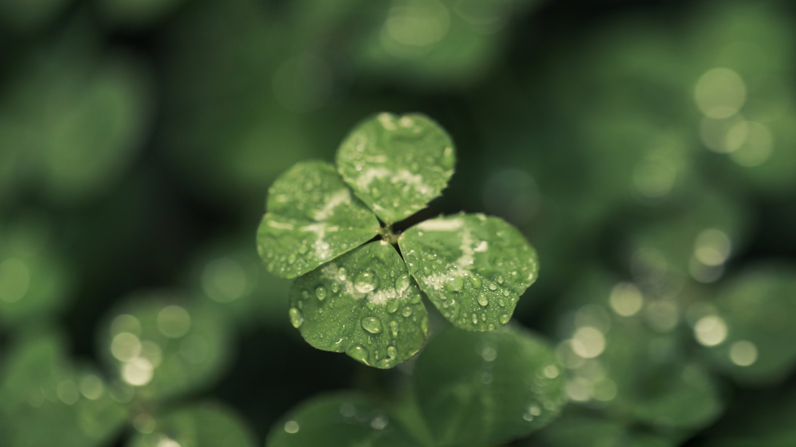 four leaf clover good luck