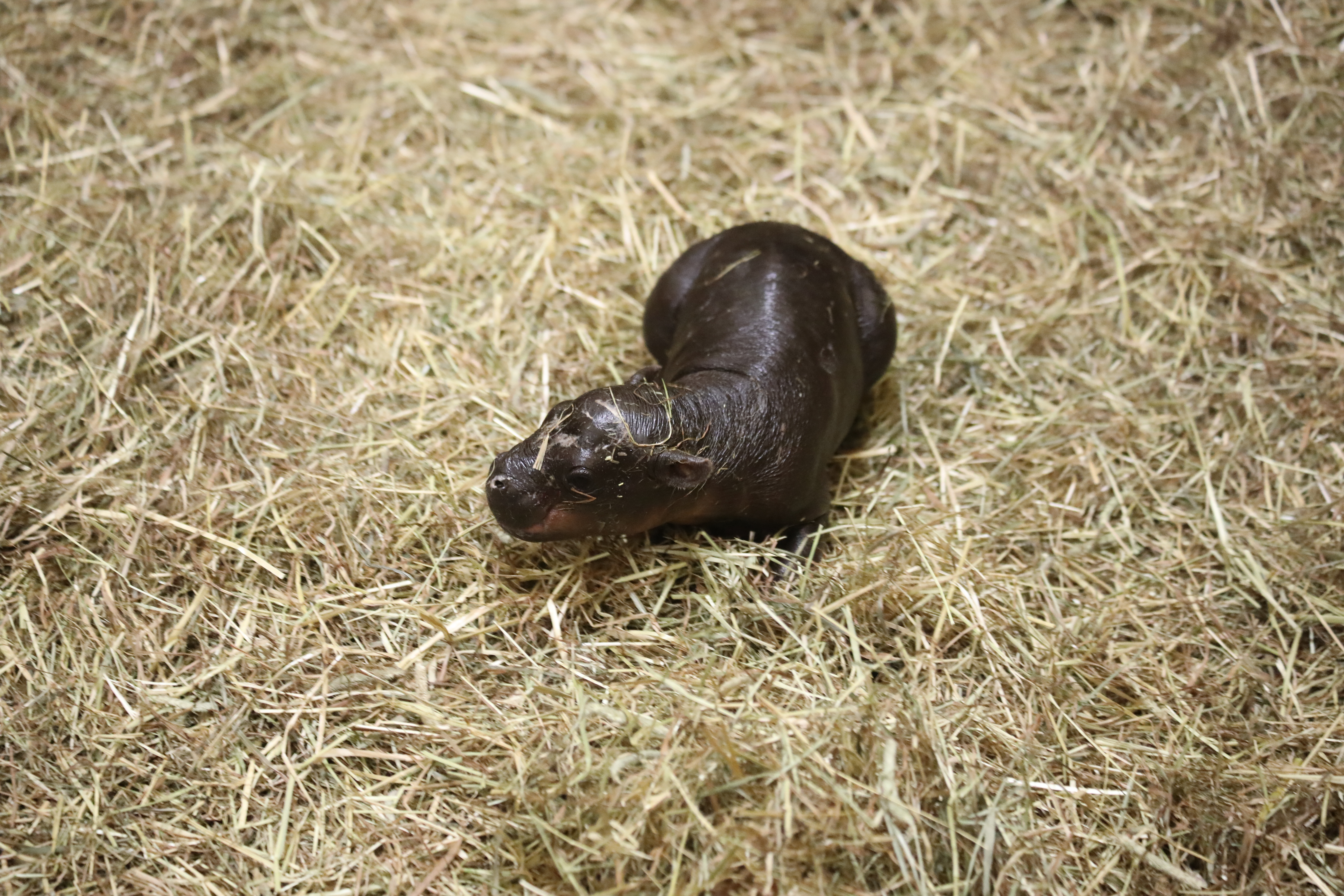 a small pygmy hippo sits in yellow straw