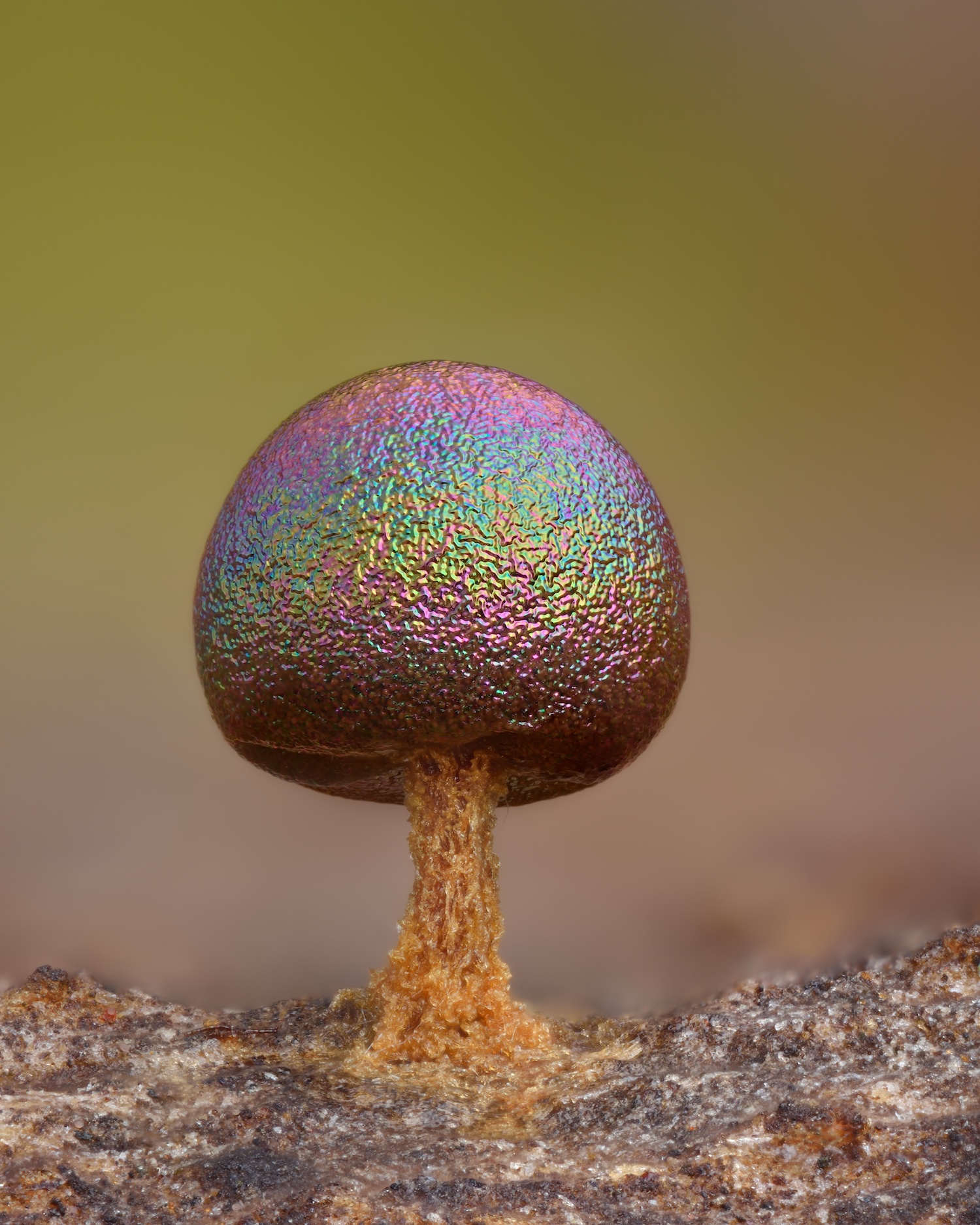 Fruiting body of Prototrichia metallica, highly nivicolous slime mold. Focus stacked composite of 337 exposures at 10x life size. Eldorado National Forest, Sierra Nevada, Alpine County, California, USA.