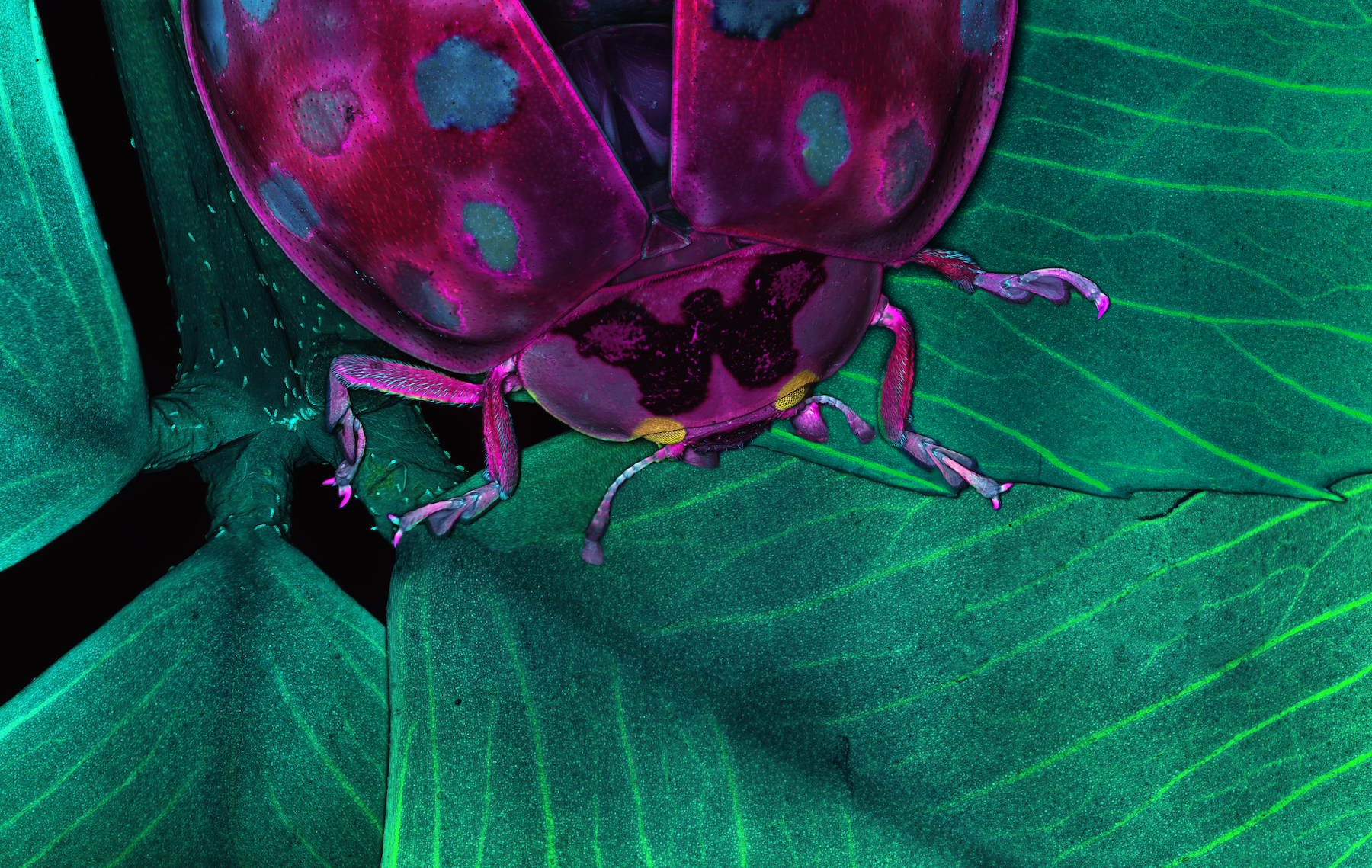 ladybug on leaf