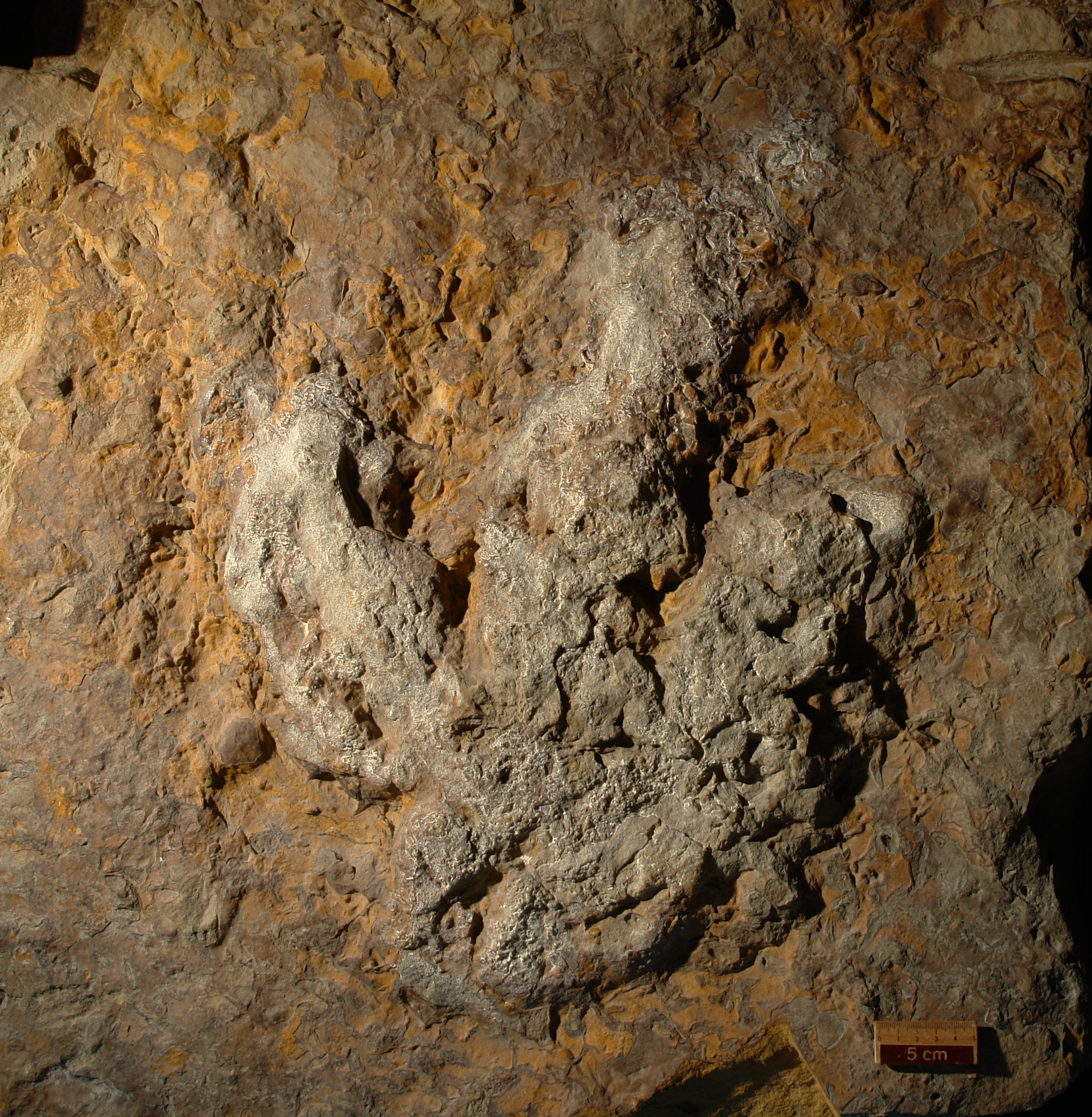 a large dinosaur footprint. it has three toes and a large footpad