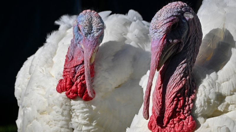 Peach and Blossom, the National Thanksgiving Turkeys, are seen on the South Lawn of the White House before recieving a Presidential Pardon from US President Joe Biden in Washington, DC, on November 25, 2024.