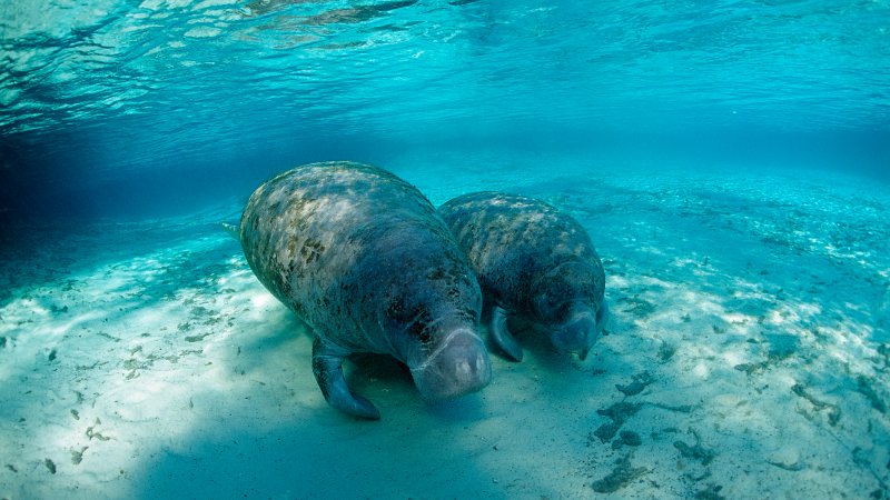 A mother and calf West Indian manatee (Trichechus manatus latirostris) in Crystal River, Florida.