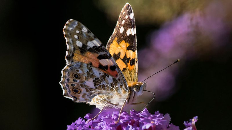 By examining pollen grains clinging to the bodies of painted lady butterflies (one shown above), scientists have traced the insect’s multigenerational migration across several continents.