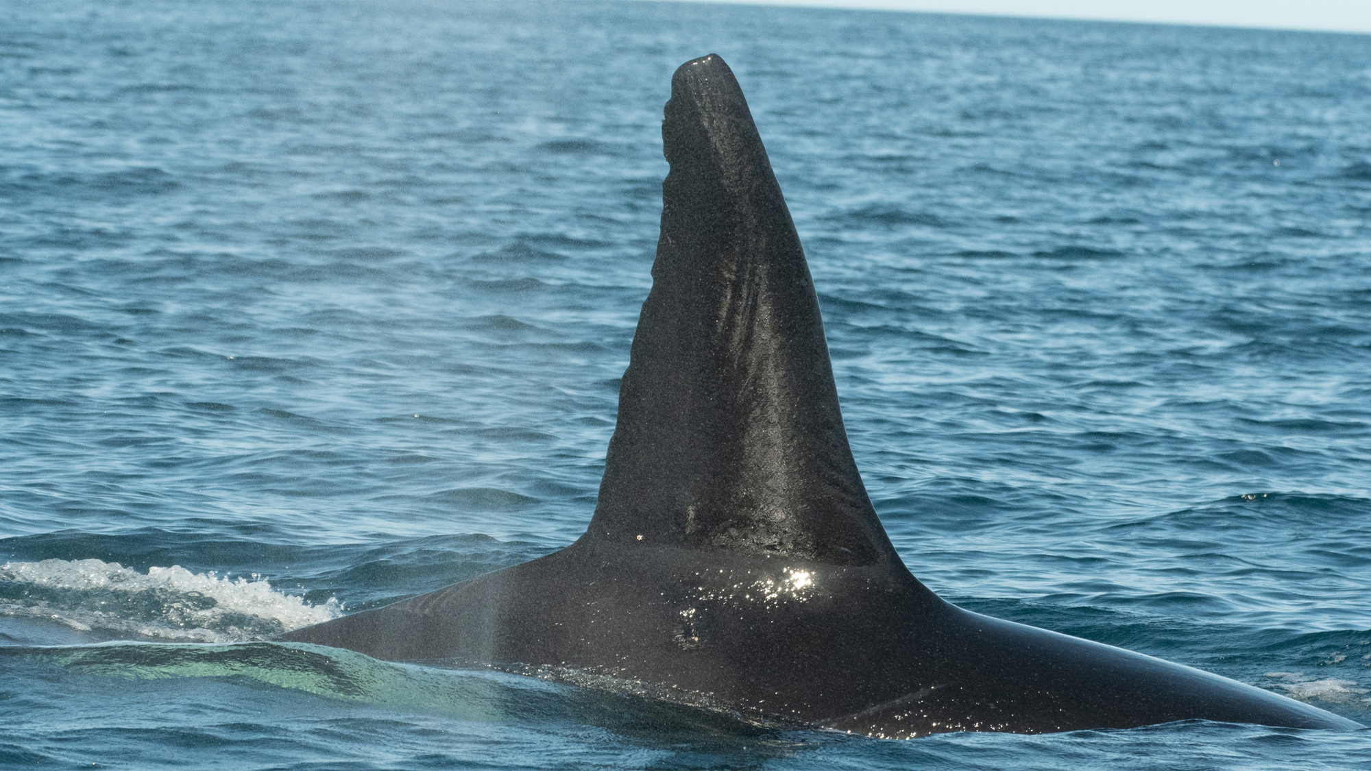 Observan orcas depredando enormes tiburones ballena