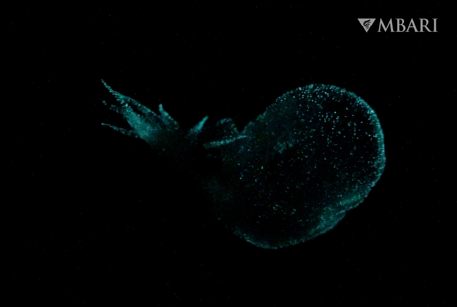 blue and green bioluminescence growing off a mollusc