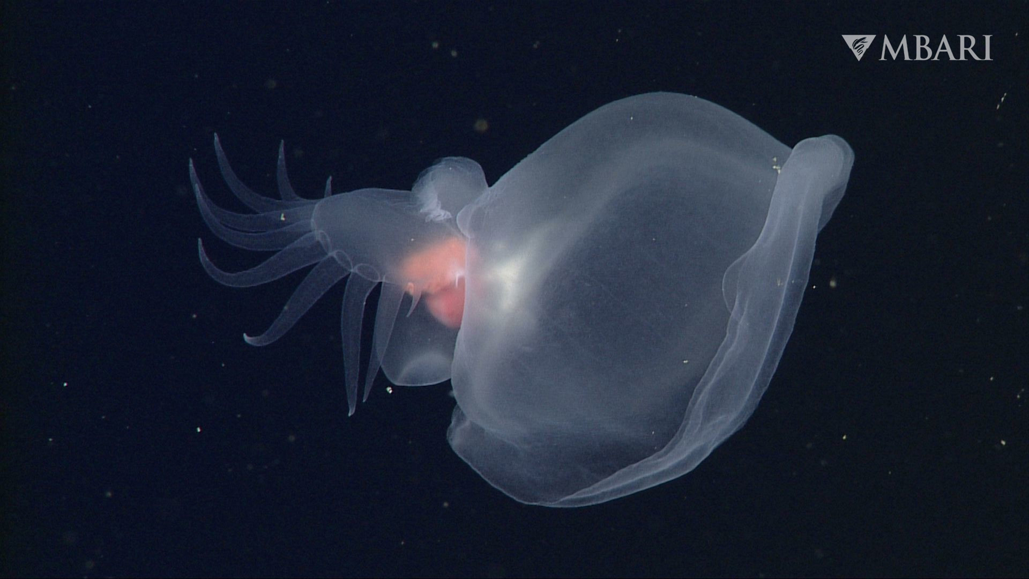 Una nueva babosa de aguas profundas atrapa crustáceos como una trampa para moscas en Venus