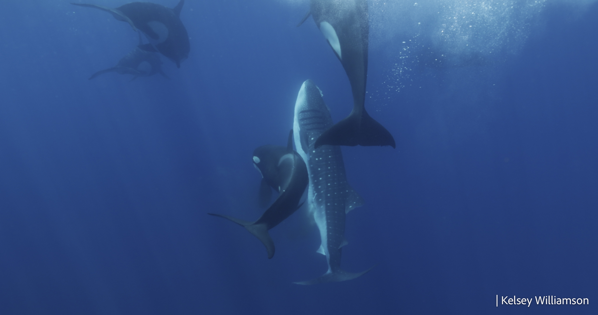 three orca whales with the body of a whale shark they attacked