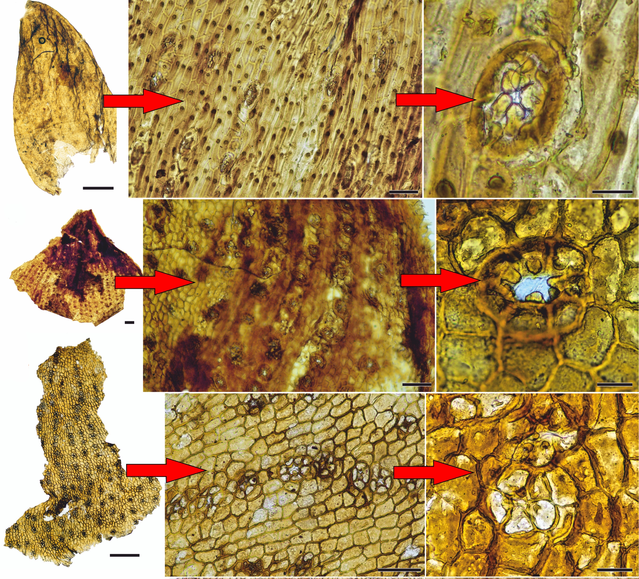 microscope images of plant remains found in fossilized dinosaur poop