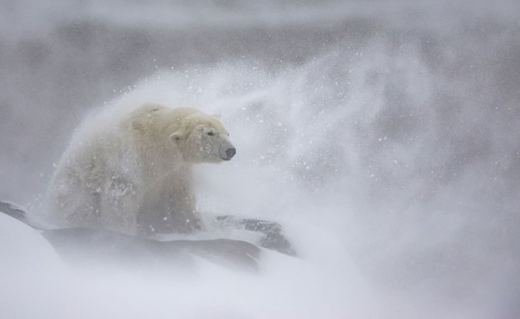 a polar bear covered in snow