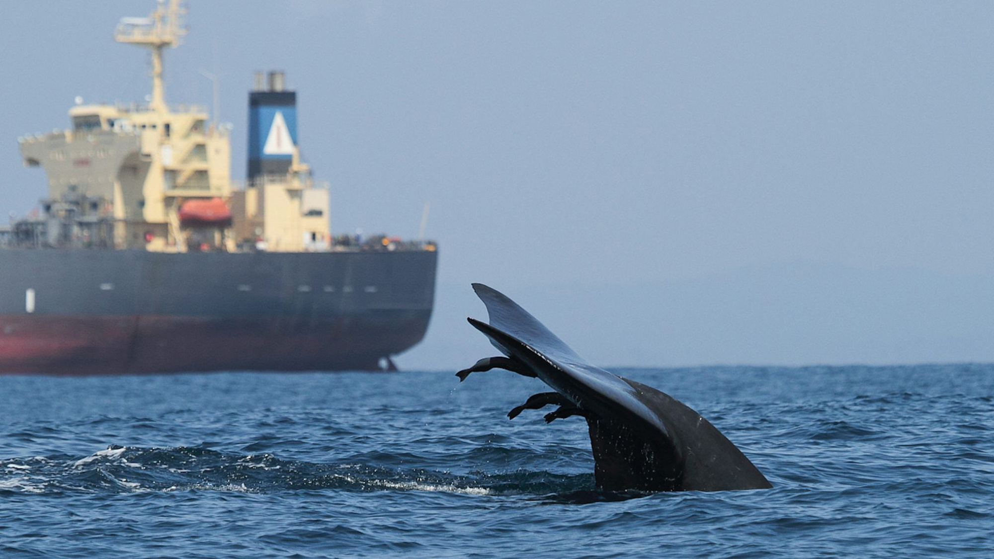 A blue whale swims close to a large vessel near the Port of Colombo, Sri Lanka.