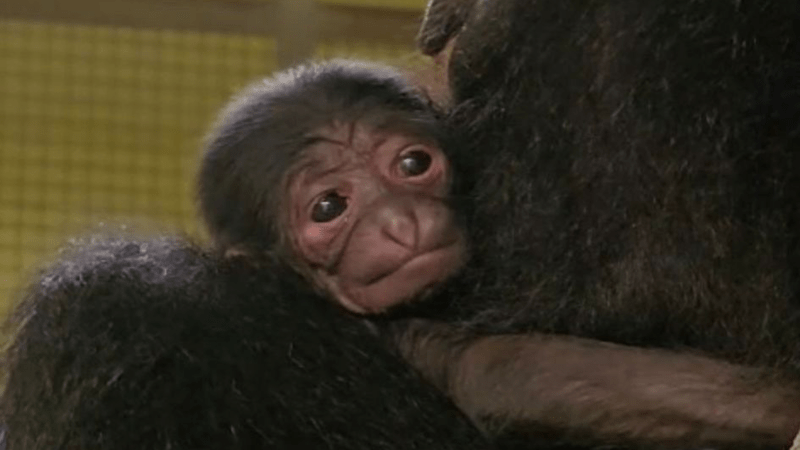 a small baby gibbon with large eyes sits on its mother