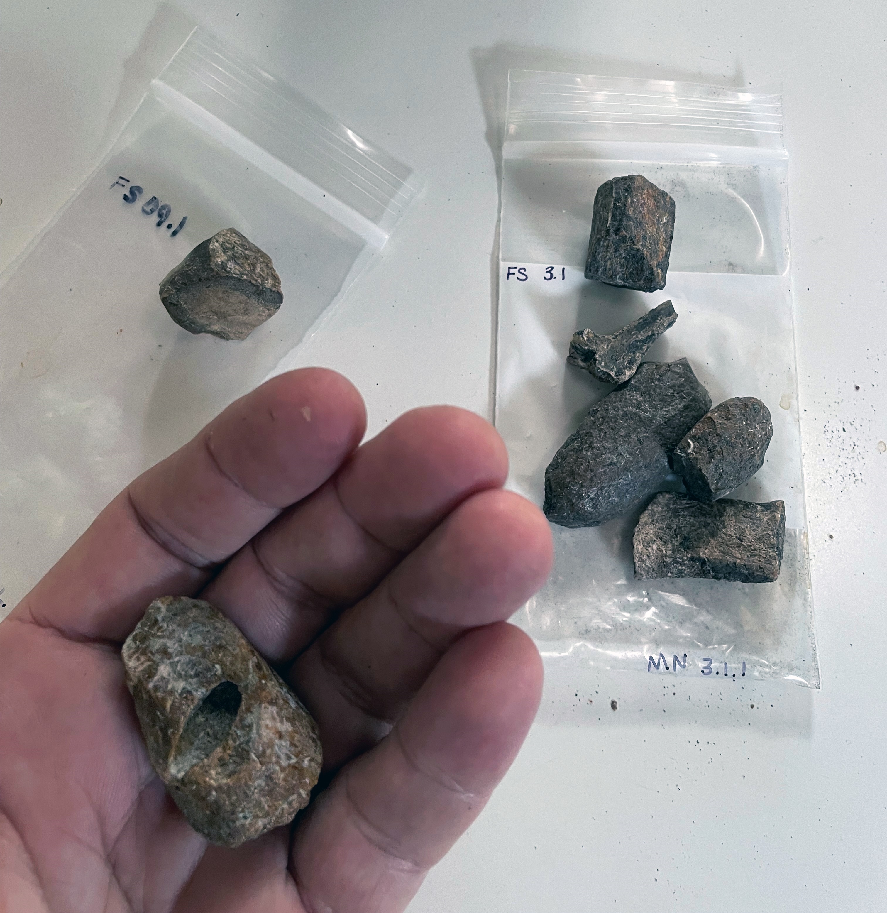 small grey manatee bones in a plastic bag