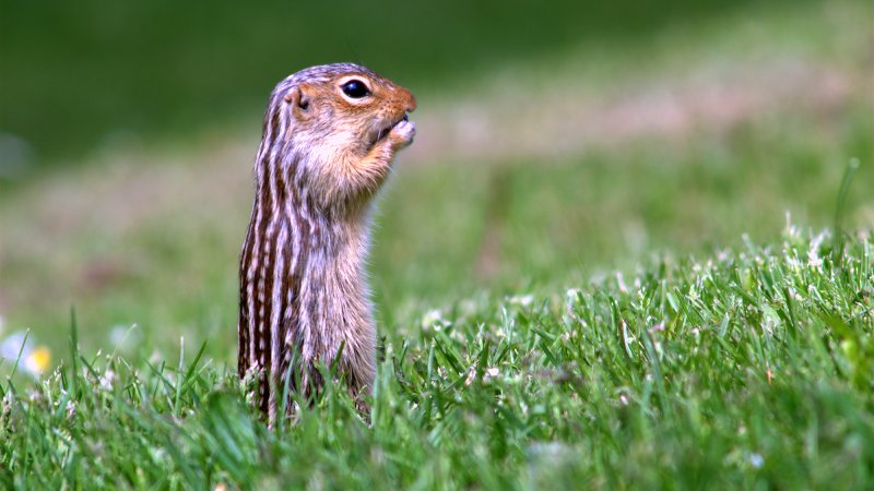 Thirteen-lined Ground Squirrel in grass, Leelanau State Park, Michigan.