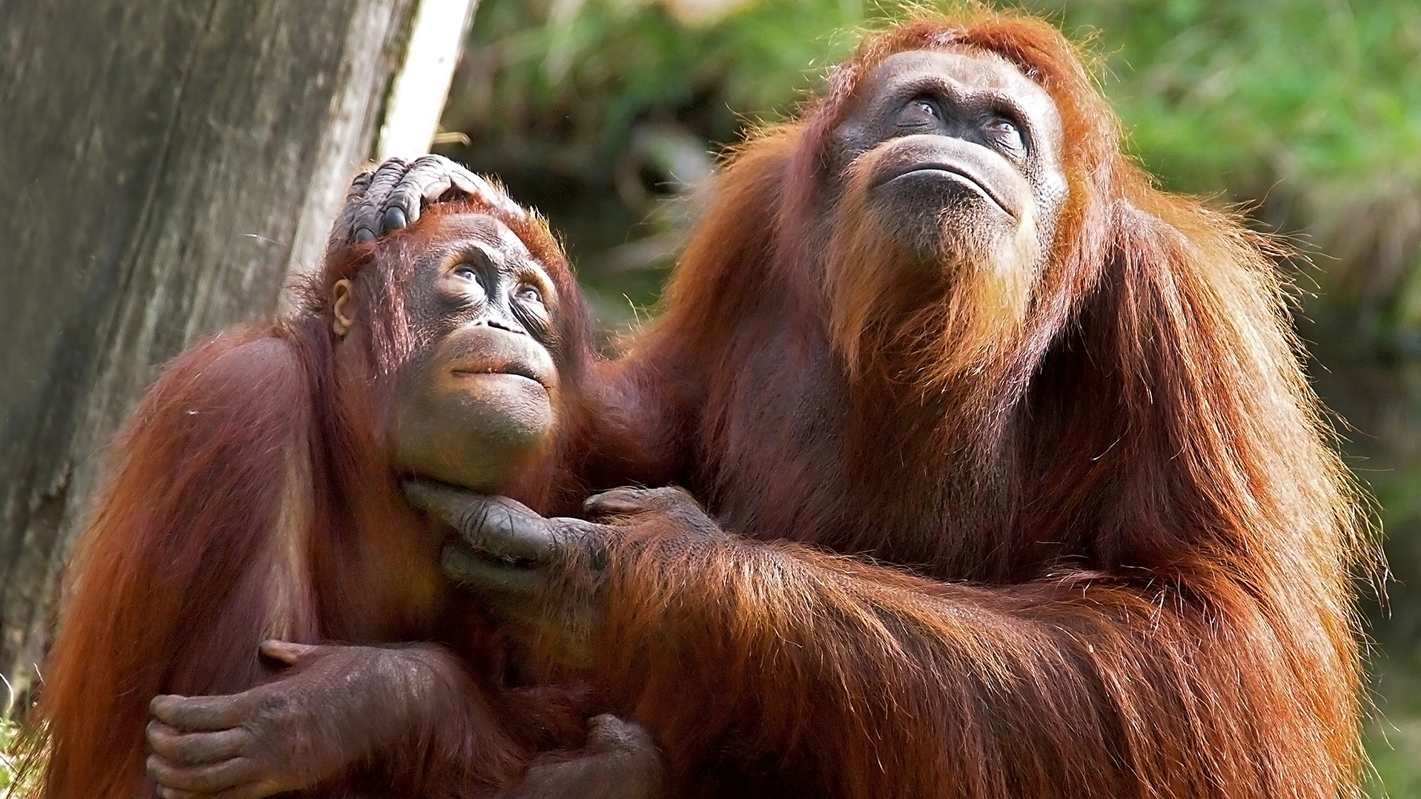 Great apes may have cognitive foundations for language | Popular Science