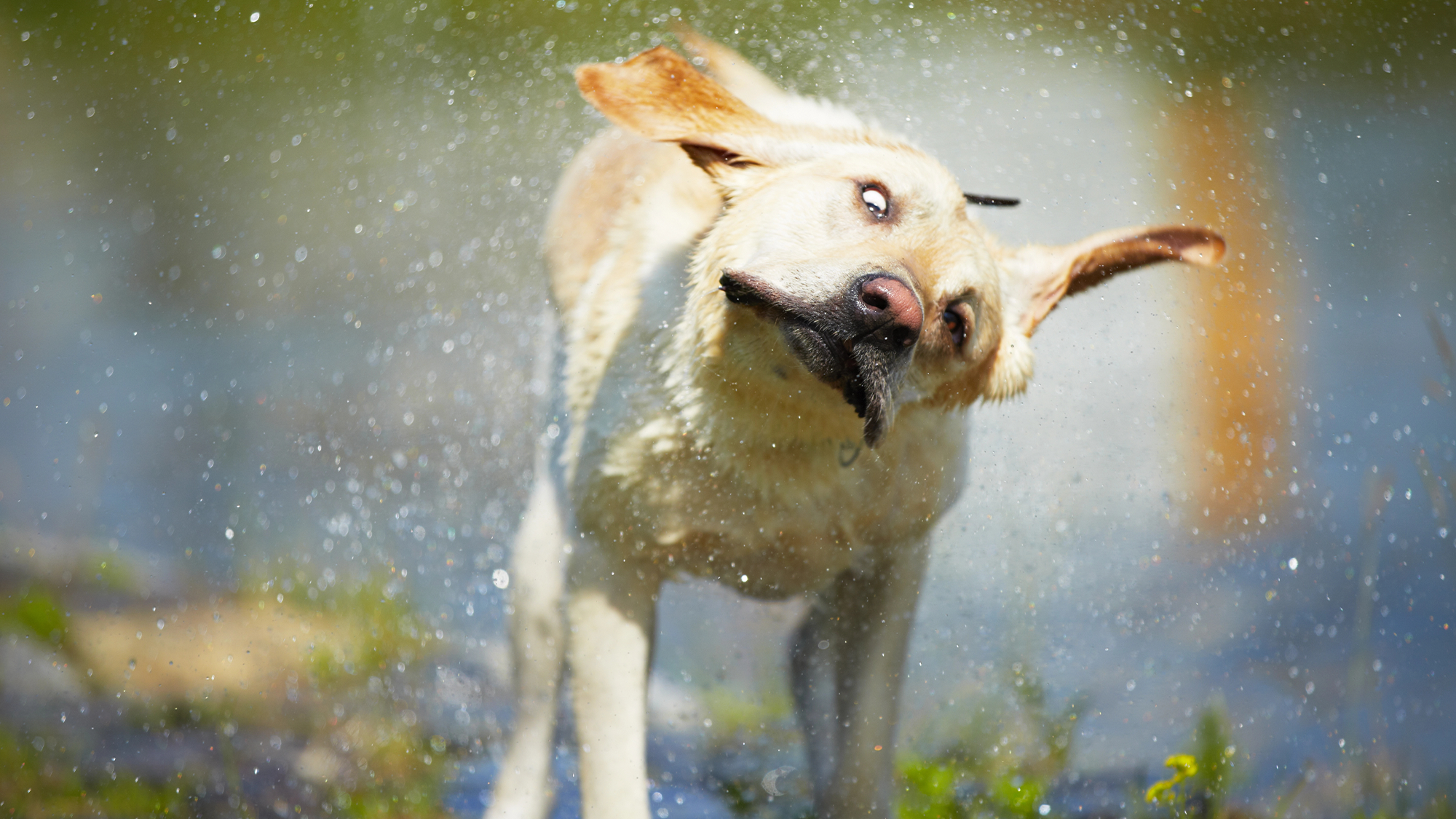 Wet Dog Shaking