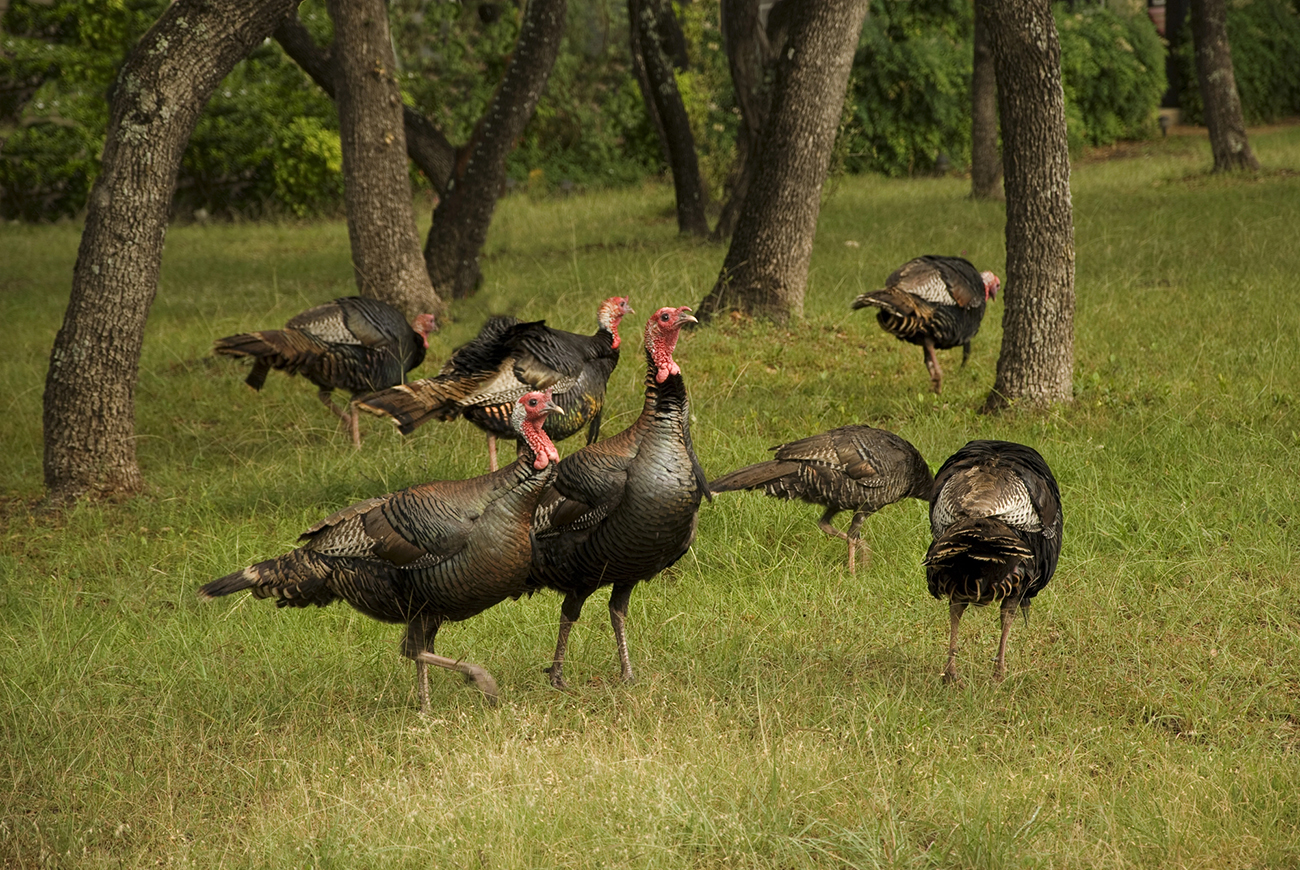 A flock of wild turkeys feeding on insects.