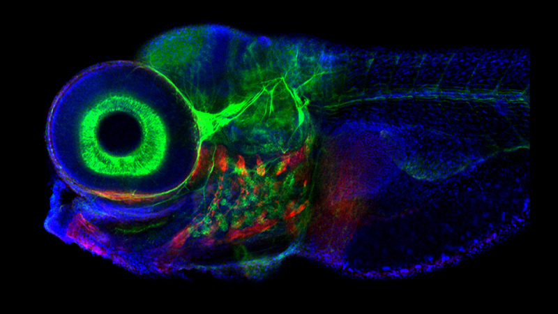 a scan of a zebrafish with its eye highlighted in green and other parts of its anatomy stained red and blue