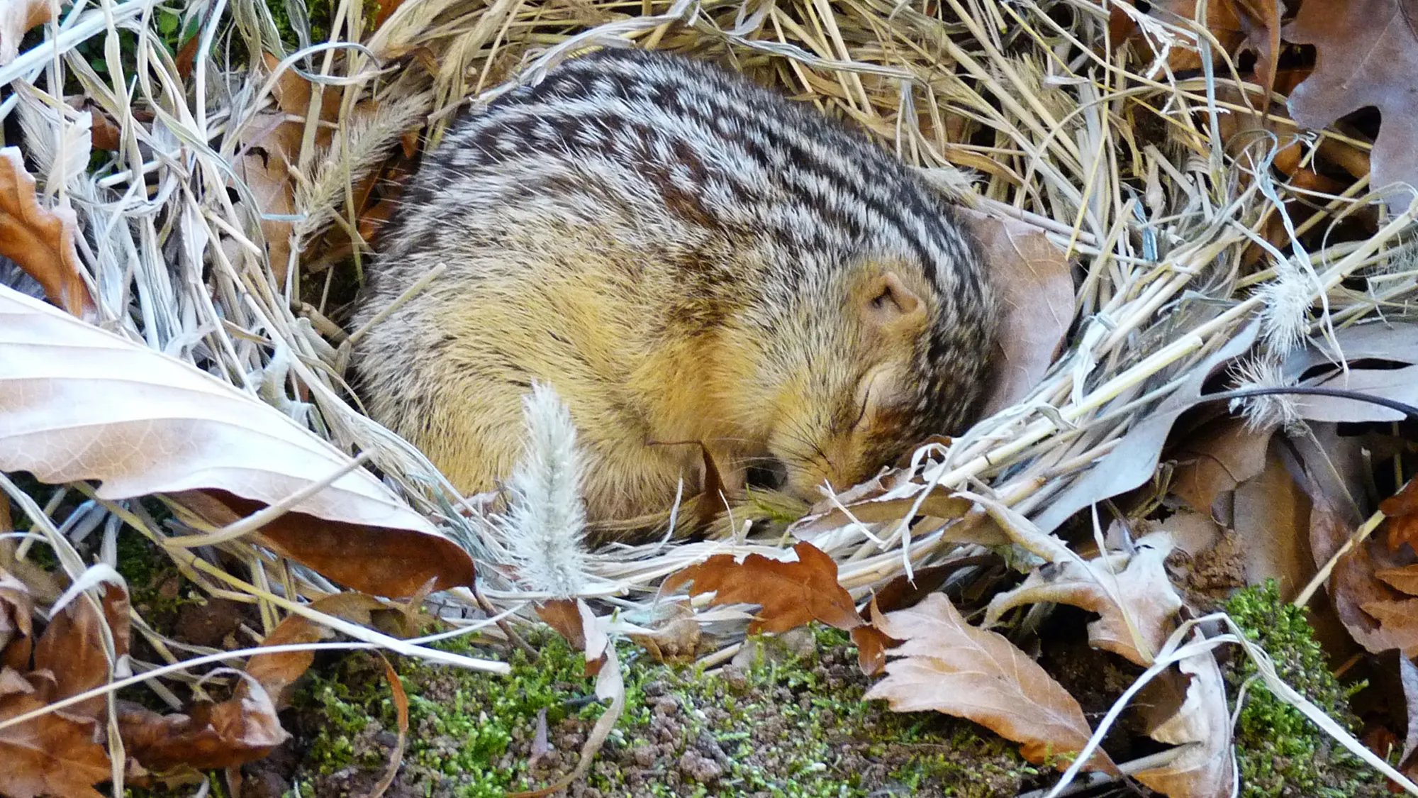 Thirteen-lined ground squirrel. CREDIT: Courtesy of the Gracheva lab.