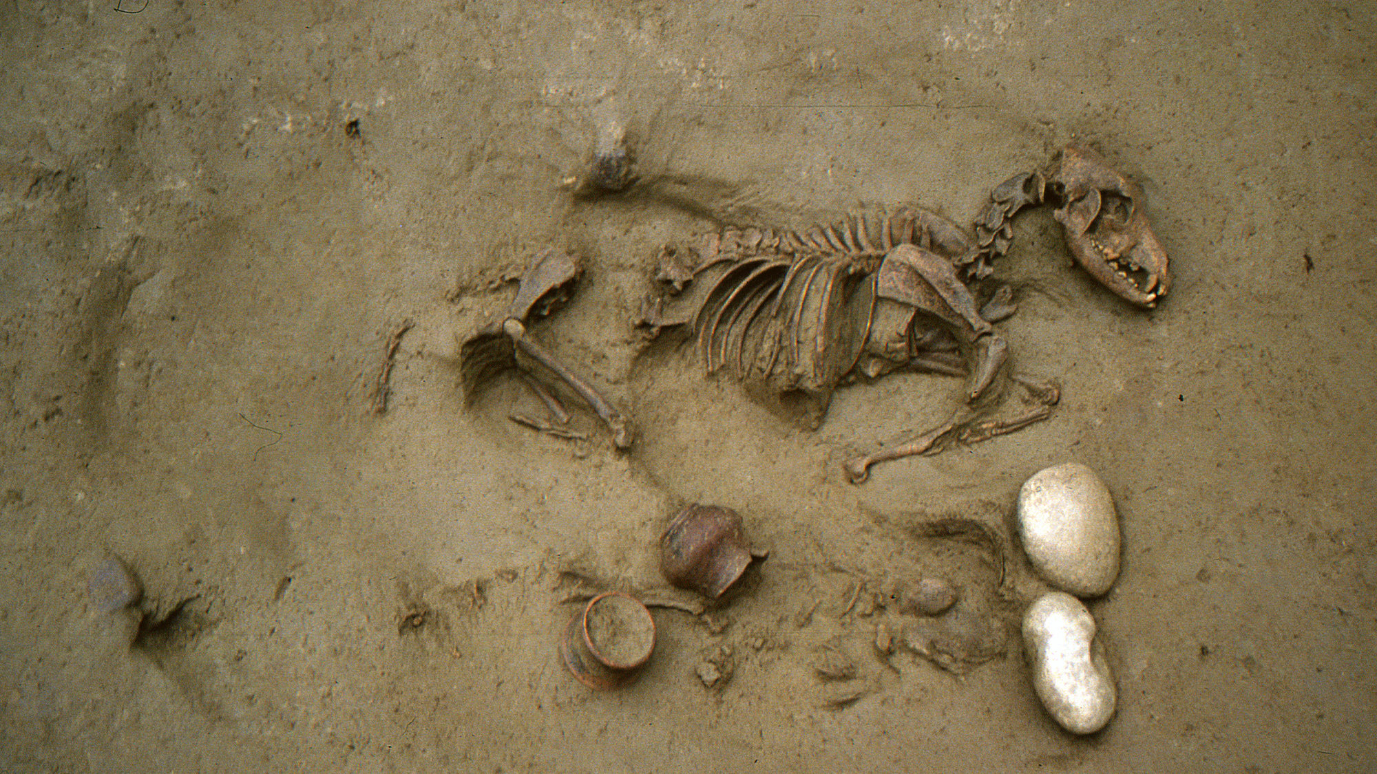 The skeletal remains of a frog and a human were uncovered at Seminario Vescovile in Verona, Italy. S.R. Thompson/SABAP-VR/Laffranchi et al., 2024